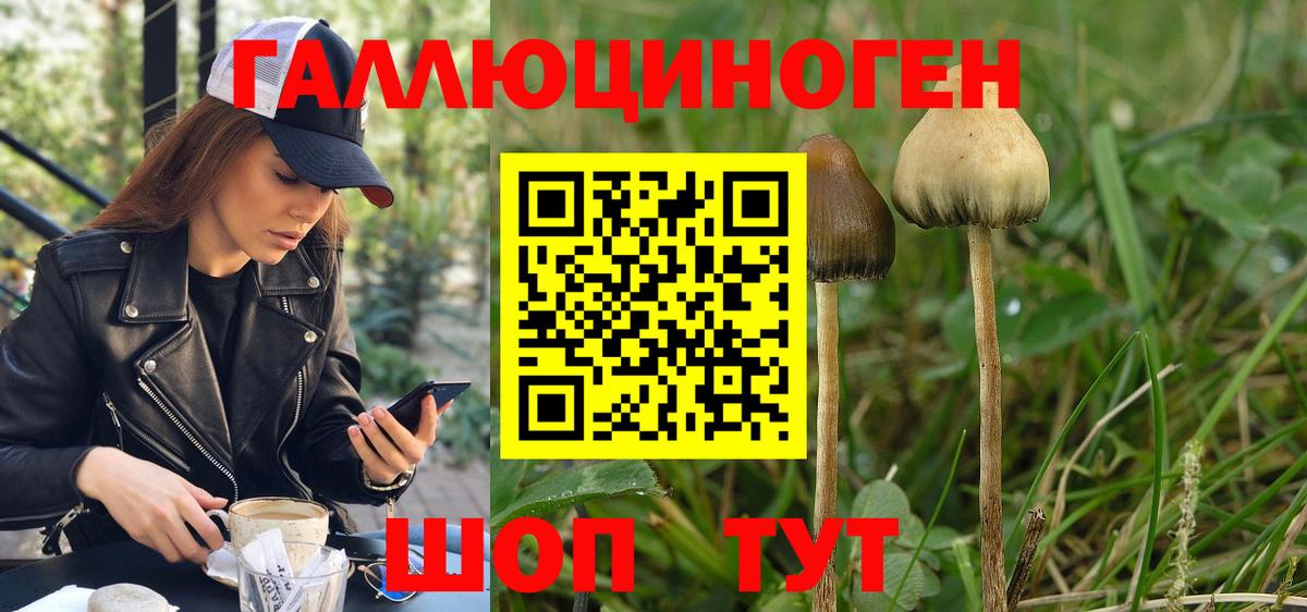 Галлюциногенные грибы Psilocybe Октябрьский